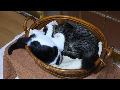 かごのチビクロ　260107 サムネイル