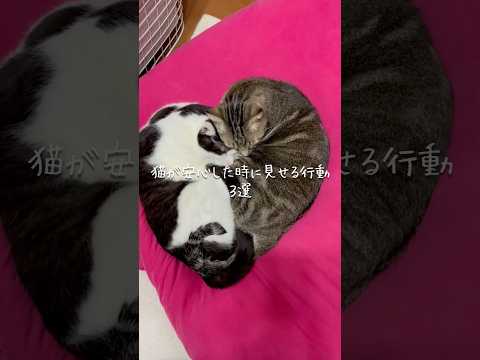 猫が安心した時に見せる行動3選 猫 ねこ 猫のいる暮らし 保護猫 猫好きさんと繋がりたい 猫動画 ねこ動画 雑学 豆知… サムネイル