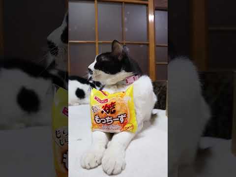 焼もっちーず　260315　　のせ猫　 cat　 cute　 kitty　 ねこ　 猫のいる暮らし　 kitten… サムネイル