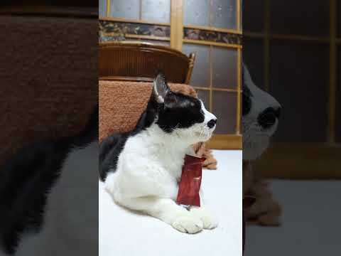バトー ドゥ マカダミア　260323　のせ猫　 cat　 cute　 kitten　 cutecat　 kitty… サムネイル