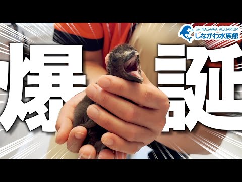マゼランペンギン爆誕＠しながわ水族館 サムネイル