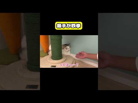 握手が鉄拳　#猫 #おもしろ #アテレコ #ニャンチューバーつくし サムネイル