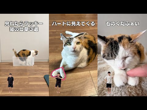 猫飼ってる人にしかワカラナイ６連発 サムネイル