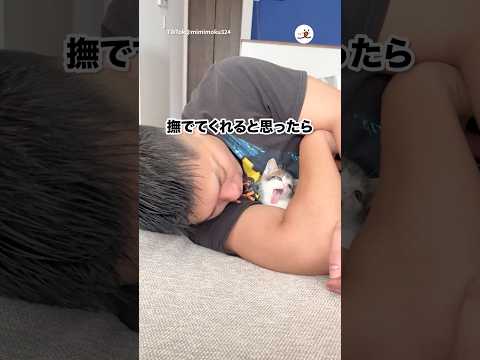 撫でてくれるのかと思った｜PECO サムネイル