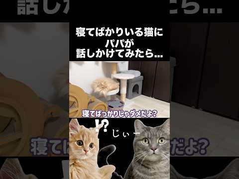 パパが話しかけると反応する猫が可愛い☺️shorts 猫 猫のいる暮らし サムネイル