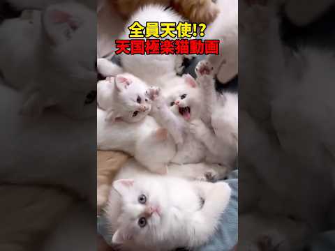 ここは天国か！？ 猫 cat cats cute サムネイル