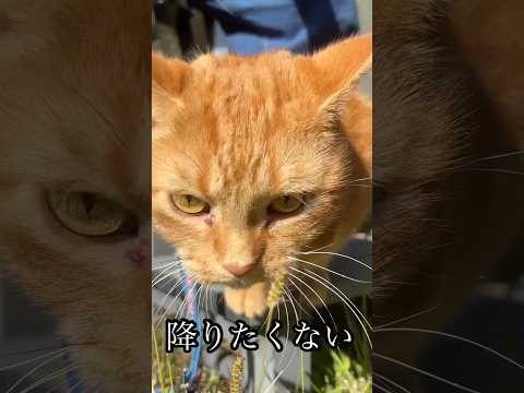 降りたくない 猫 cat アメショ 猫草 食べ放題 ブュッフェ れん サムネイル
