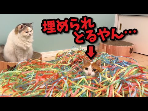 猫がえらいとこに埋められてもーとるわ〜 サムネイル
