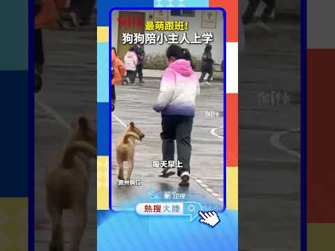 【大陸】最萌跟班！狗狗陪小主人上學 サムネイル