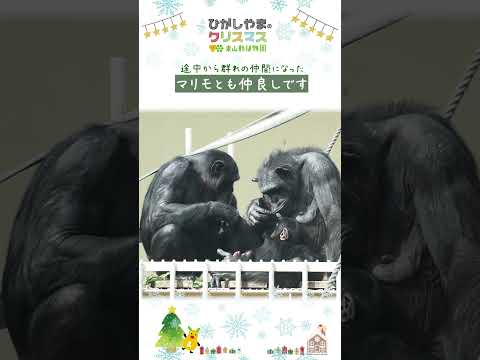【東山動植物園公式】チンパンジーのカズミ：ひがしやまのクリスマス2025《 チンパンジー 》 #short サムネイル