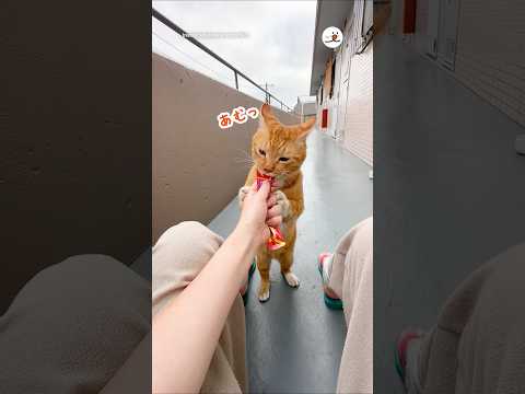 直立うまうま猫｜PECO サムネイル