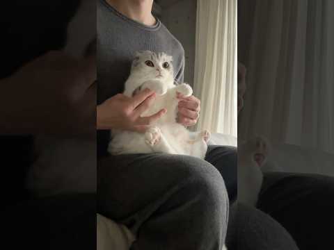 🧸？ cat 猫 サムネイル