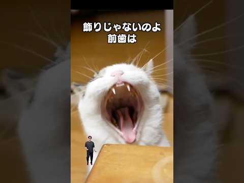 「飾りじゃないのよ前歯は」猫あるある|フルはApple Musicほか音楽アプリへ サムネイル