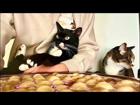 Deep Relax ASMR｜Cat Purring & Wooden Balls【live】 サムネイル