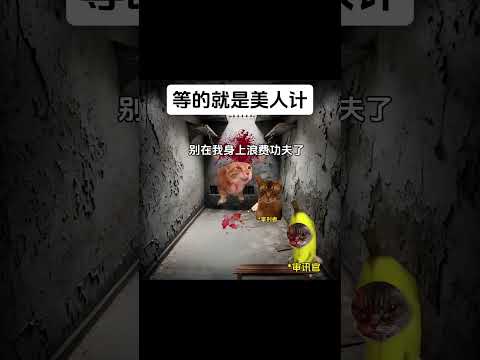 终于等到了美人计有趣 猫meme 猫meme剧场 猫meme小剧场 内容过于真实  故事 貓 猫猫meme小剧场 喵不… サムネイル