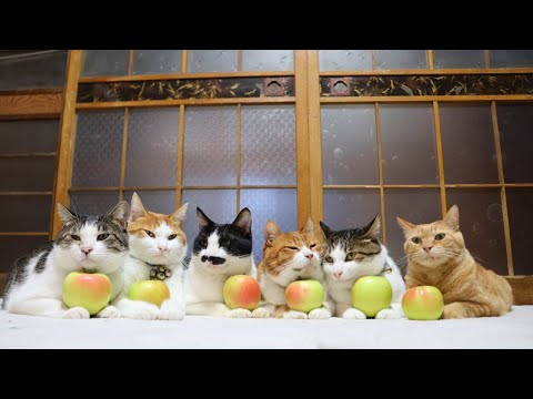 ぐんま名月　りんご　のせ猫　260116 サムネイル