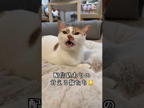 甘えて鳴く猫たちが可愛すぎる！ shorts サムネイル