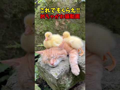 めちゃくちゃ可愛い❤️ 猫 cat cats cute サムネイル