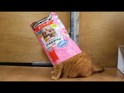 キャットスマックの袋と猫　260331 サムネイル