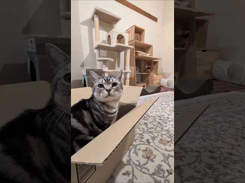 アメショーのラッテ アメショ アメリカンショートヘア 猫と暮らす家猫との暮らし猫 サムネイル