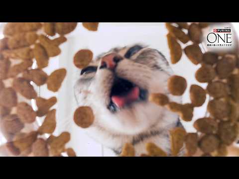 ＼たんぱく、たんぱく♪／猫ちゃんが夢中のヒミツ！ピュリナ ワン 高たんぱくシリーズ新登場 サムネイル