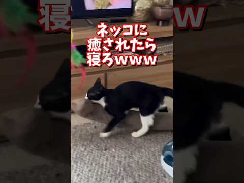 ネッコの動画で癒されたら寝ろｗｗｗ　2ch  動物  猫 癒やし ねこ動画 サムネイル
