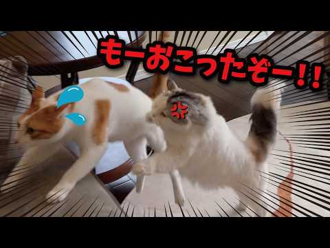 後輩猫が先輩猫をおいかけまわしたらとんでもないことに…！！！ サムネイル