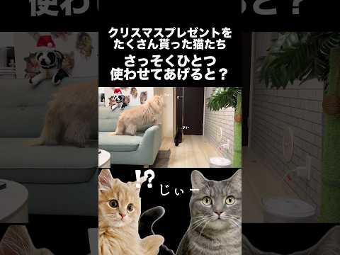 猫たちにクリスマスプレゼントを見せたら...shorts 猫 猫好きさんと繋がりたい サムネイル