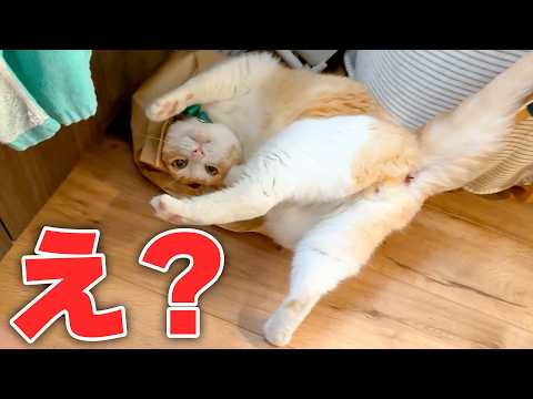 興奮しすぎてぶっ倒れる猫