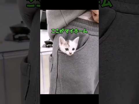 うっきうきの猫動画❣️