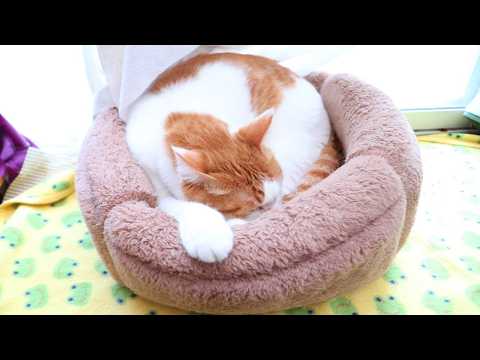 もみもみちろ　260218 サムネイル