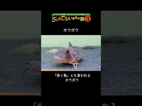 【ホウボウ】歩く魚とも言われるホウボウ【サンシャイン水族館】shorts 水族館