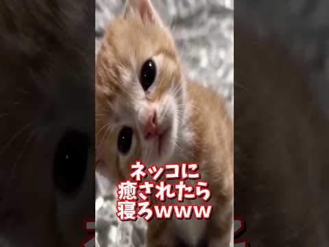 ネッコの動画で癒されたら寝ろｗｗｗ　2ch  動物  猫 癒やし ねこ動画 サムネイル