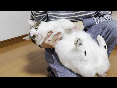 再現VTRみたいなことをやらされる猫 サムネイル