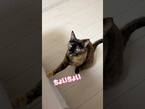 ジャンプに失敗するサビ猫モモちゃんw shorts サムネイル