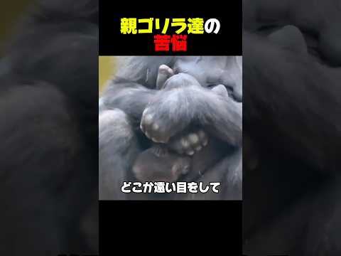 ゴリラの子育て
