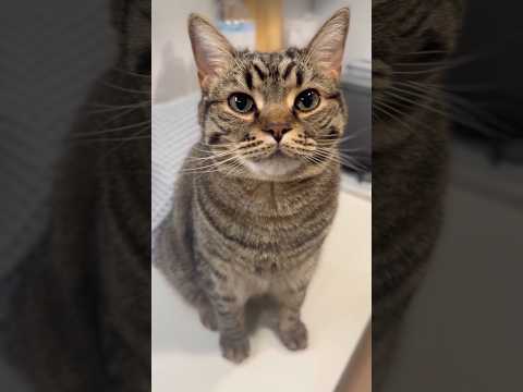 【相思相愛】パパが大好きすぎてストーカーする猫www cat 猫 サムネイル