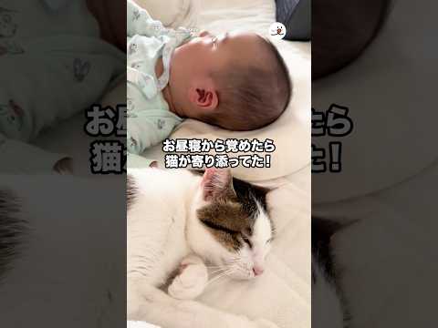お昼寝から覚めたら…🤭｜PECO サムネイル