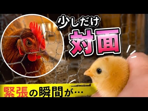 ヒヨコを親鳥に少しだけ会わせてみた結果。。