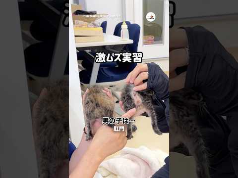 男の子？女の子？｜PECO