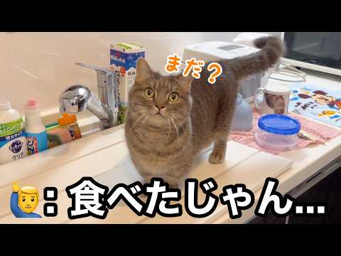 おやつを楽しみにしている猫が健気で可愛すぎた サムネイル