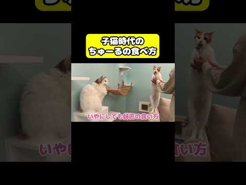 子猫時代のちゅーるの食べ方 猫 おもしろ アテレコ ニャンチューバーつくし