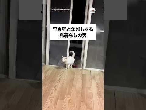 野良猫と年越ししました🌅｜PECO サムネイル