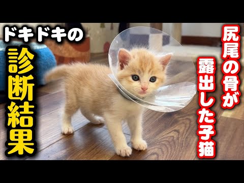 カラスに襲われ尻尾の骨が見える子猫の診断結果 サムネイル