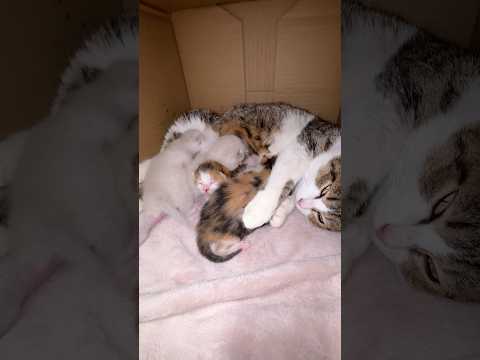 生後一週間の赤ちゃん猫👶 サムネイル