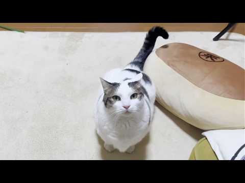 歩くと効果音が聞こえてくる猫 サムネイル