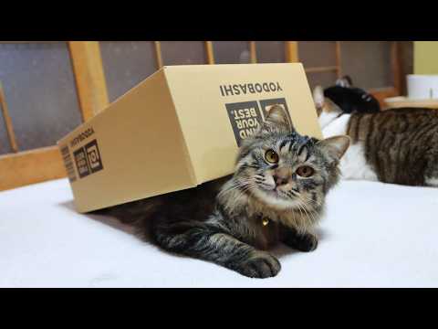 YODOBASHIの箱で遊ぶクロ Cat and box　260514 サムネイル