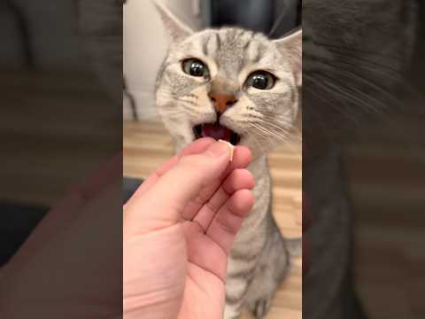 毎日かわいい猫たちと騒がしい飼主www cat 猫 サムネイル