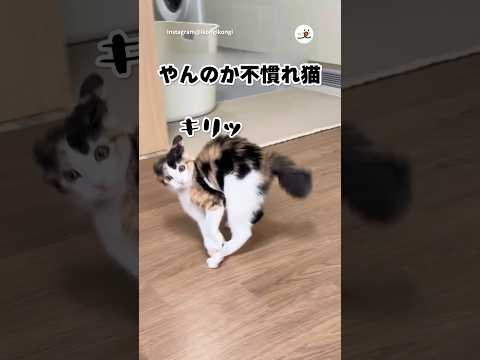 「やんのか」まだ慣れてない🔰｜PECO サムネイル