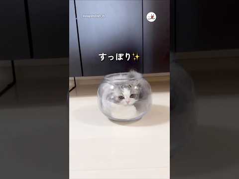 すっぽりぴったり✨｜PECO サムネイル